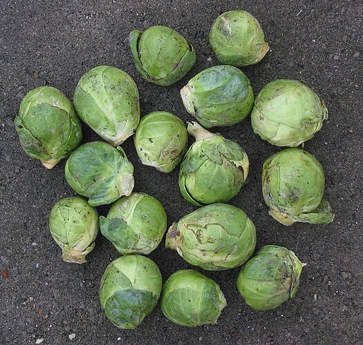 Брюссельская капуста (Brassica oleracea var. gemmifera)