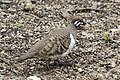 Squatter pigeon 1 (12710342904).jpg