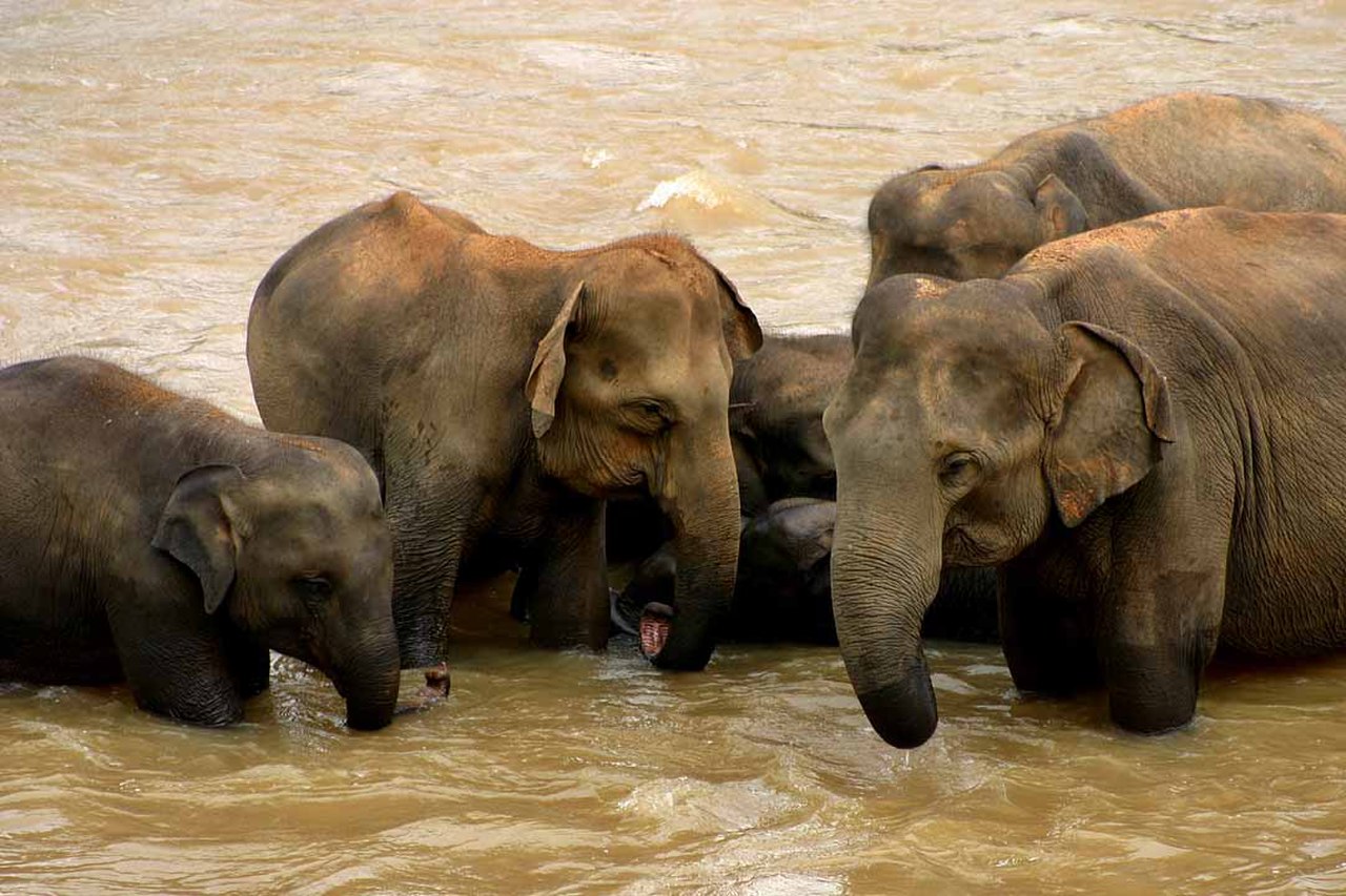 skuffe upassende Moralsk uddannelse Sri Lankas elefant