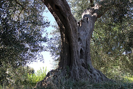 Trunk of an old olive tree, Tuscany, Italy