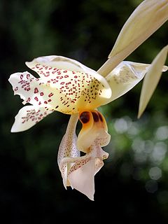 <i>Stanhopea gibbosa</i> species of plant