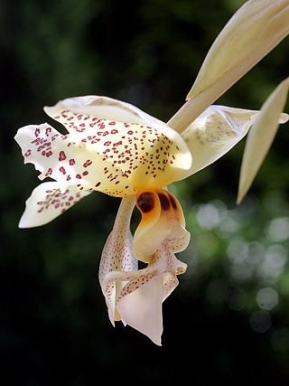 <i>Stanhopea gibbosa</i> Species of orchid