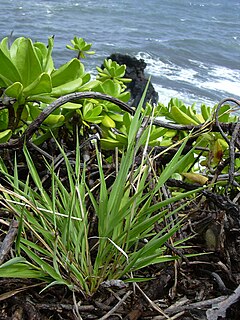 <i>Ischaemum byrone</i> Species of grass