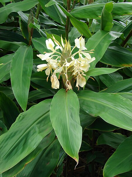 File:Starr 080716-9460 Hedychium flavescens.jpg