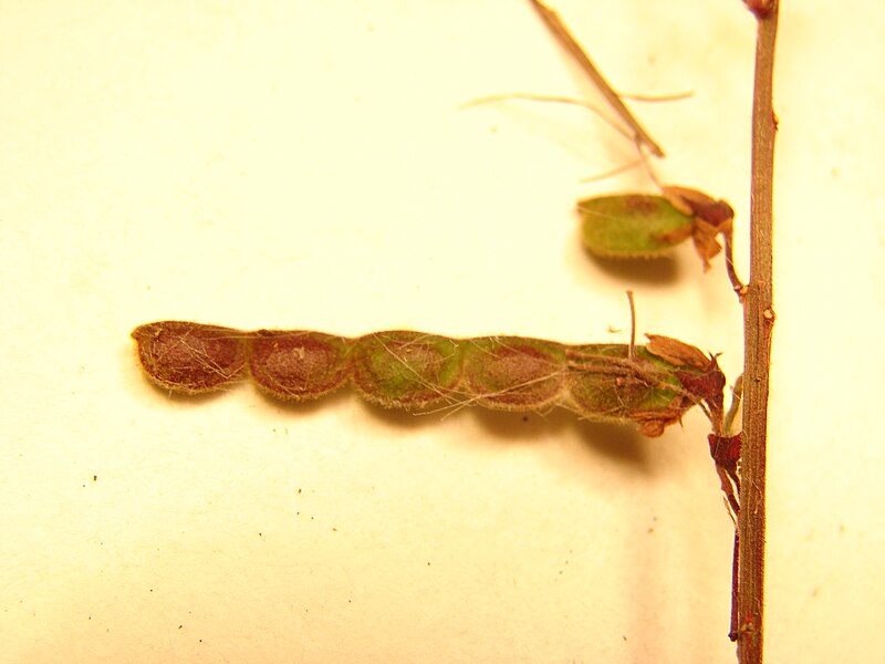 File:Starr 090121-1091 Desmodium incanum.jpg