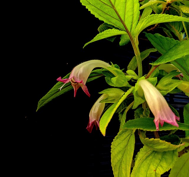 File:Stenogyne-kanehoana flowers, taken in March 2019 at the greenhouse of the Oahu Army Natural Resources Program.jpg