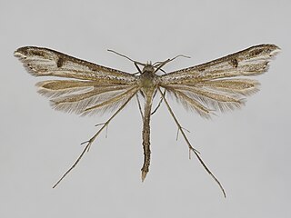 <i>Stenoptilia islandicus</i> Species of plume moth