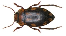 Stictotarsus duodecimpustulatus