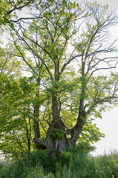 File:Streitlinde Königsfeld 02.jpg