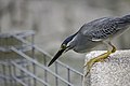 * Nomination Side profile of a Striated Heron (Butorides striata). --GerifalteDelSabana 13:57, 4 July 2018 (UTC) * Promotion  Support Nice colors with the bird, and face is sharp --Daniel Case 05:19, 12 July 2018 (UTC)
