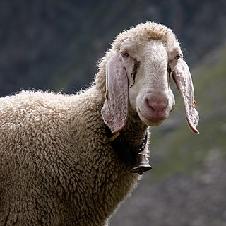 Tiroler Bergschaf sheep breed