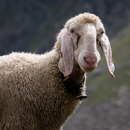 图为一只提洛尔山羊（英语：Tiroler Bergschaf）的头部，位于奥地利提罗尔州斯图巴特。