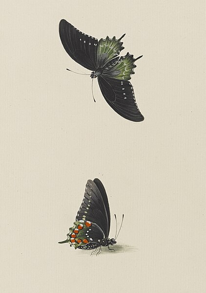 File:Study of two swallowtail butterflies - Ann Lee - 107-1973-34.jpg