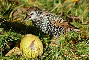 Sturnus Vulgaris: Taxonomía, Descripción, Comportamientu y ecoloxía