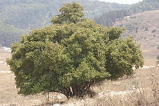 Styrax officinalis tree.JPG