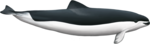 Subadult female spectacled porpoise