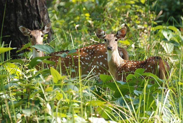 Image: Suklaphanta Wildlife Reserve 1