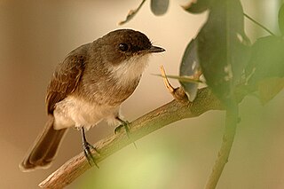 <span class="mw-page-title-main">Swamp flycatcher</span> Species of bird