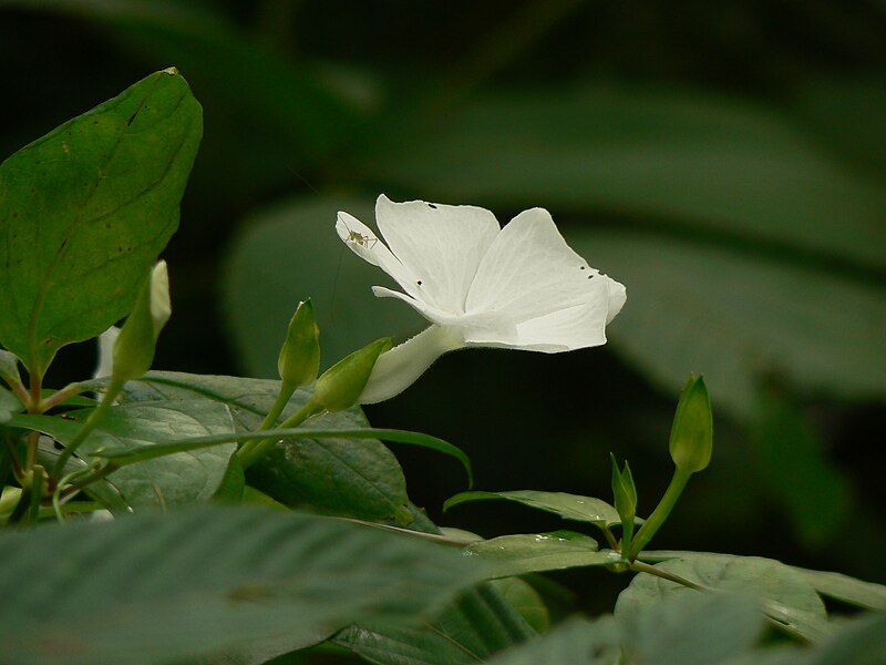 File:Sweet clock-vine (1251397095).jpg