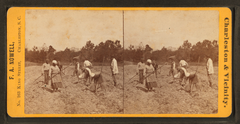 File:Sweet potato field, by F. A. Nowell.png