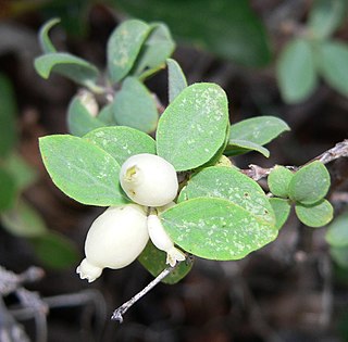 <i>Symphoricarpos oreophilus</i>