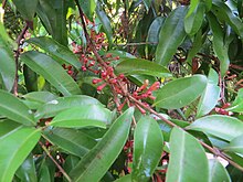 Syzygium lanceolatum at Thenmala 2014 (9).jpg
