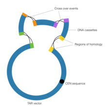 Transformation-Associated Recombination. Cross over events occur between regions of homology across the cassettes and YAC vector, thereby connecting the smaller DNA sequences into one larger contig. TAR illustrated by Nivin Nasri (edited).png