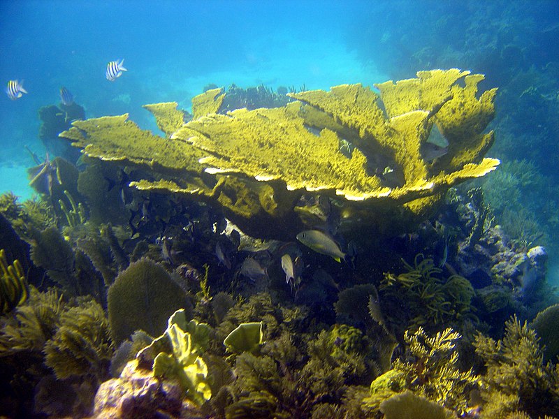 File:Table coral on reef (2351566663).jpg