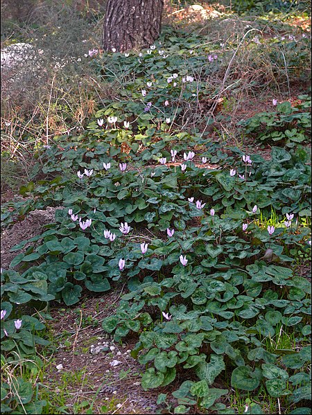 File:TalShachar2014Cyclamens 0043a-Wiki.jpg