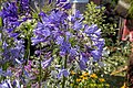 * Nomination Agapanthus Lavender Haze --Mike Peel 17:09, 13 March 2023 (UTC) * Promotion  Support Good quality. --Dmartin969 19:16, 13 March 2023 (UTC)