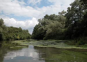 Taubergießen nature reserve