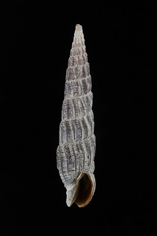 <i>Punctoterebra contracta</i> Species of gastropod