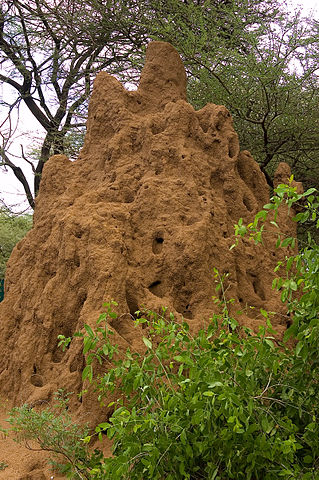 Termite mound in Tanzania. Via Wikimedia Commons.