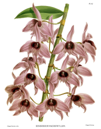 plate 42 Dendrobium macrophyllum