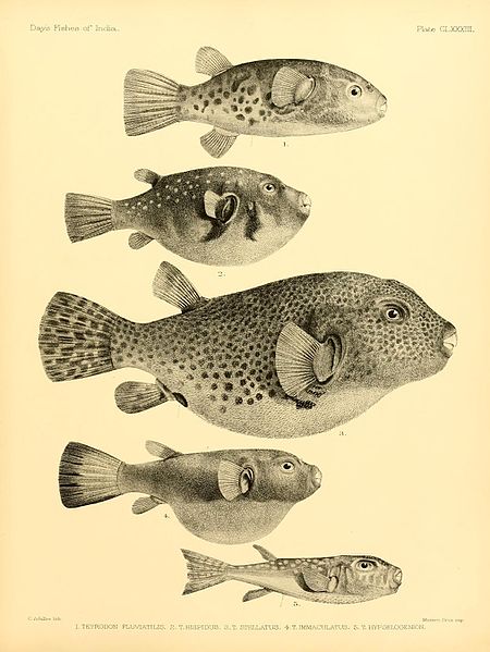 File:The fishes of India (Plate CLXXXIII) (7070553083).jpg