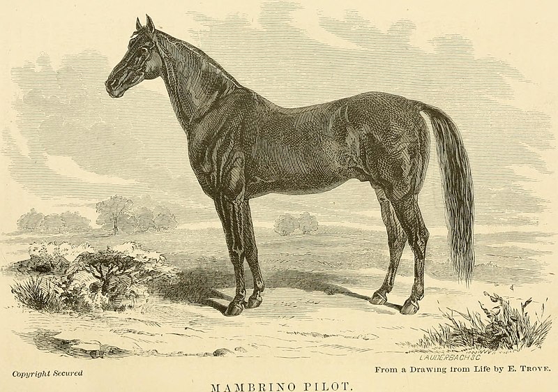 File:The horse in the stable and the field - his management in health and disease (1869) (14761404896).jpg