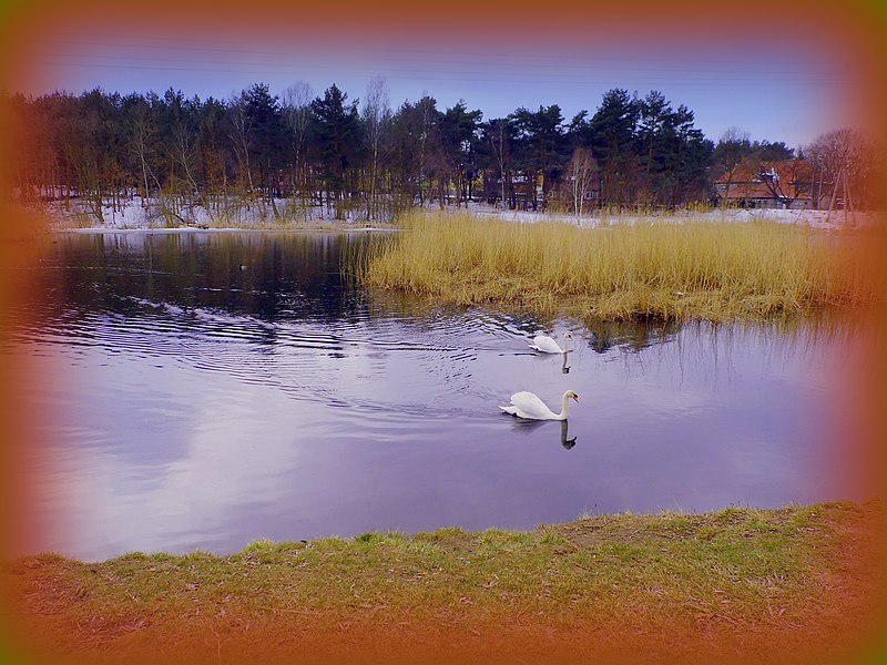 File:The swans are waiting for spring - panoramio.jpg