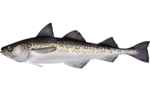 Alaska Pollock