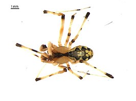 Theridion albidum