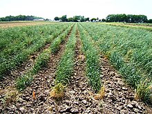 A nursery in a project aiming at the de novo domestication of Thinopyrum intermedium (intermediate wheatgrass), a perennial grain. Thinopyrum intermedium first year nursery.JPG