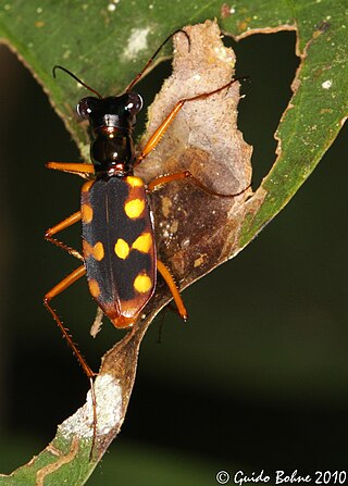 <i>Thopeutica</i> Genus of beetles