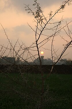 Thorny Evening!