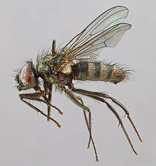 <i>Thricops rostratus</i> Species of fly