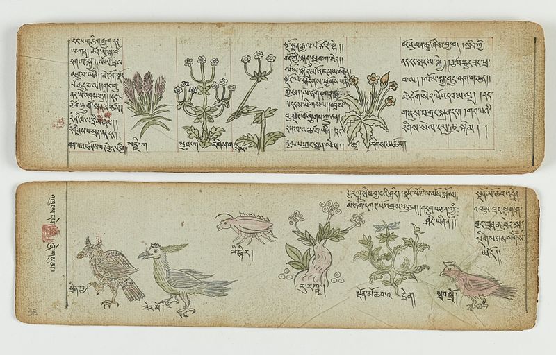 File:Tibetan plant manuscript Wellcome L0041710.jpg