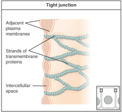 Tight cell junction.png