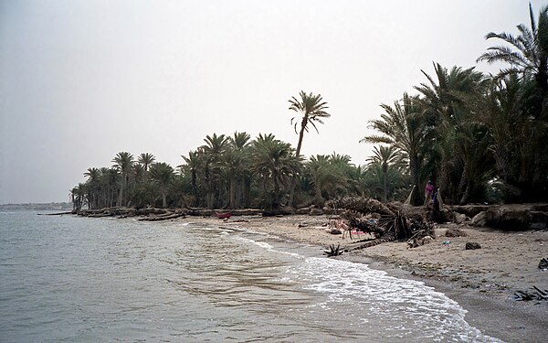 Date palm trees on the Yemeni coast of the Red Sea near Khaukha