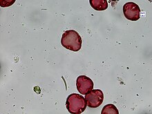 Processed, dyed small-leaved Lime (Tilia cordata) pollen. Tilia cordata pollen.jpg