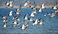 Oystercatcher