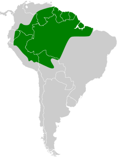 Distribuição do bico-chato-da-copa na América do Sul