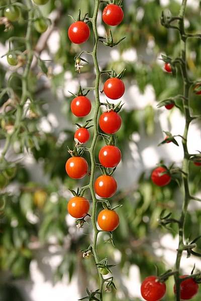 File:Tomato vine.jpg